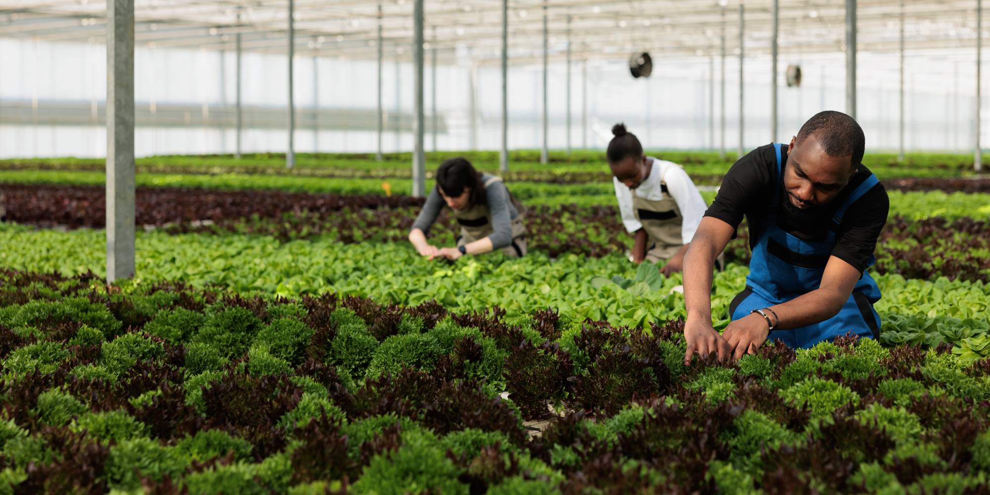 Why Proper Irrigation Is Key to a Healthy Lawn