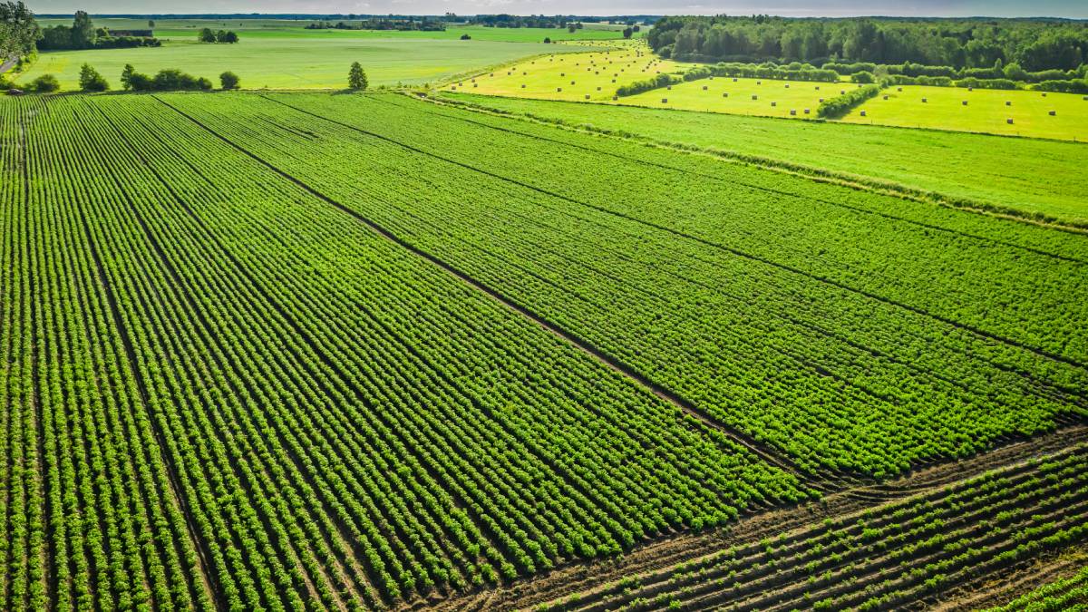 Simple Lawn Care Tips for a Greener Yard